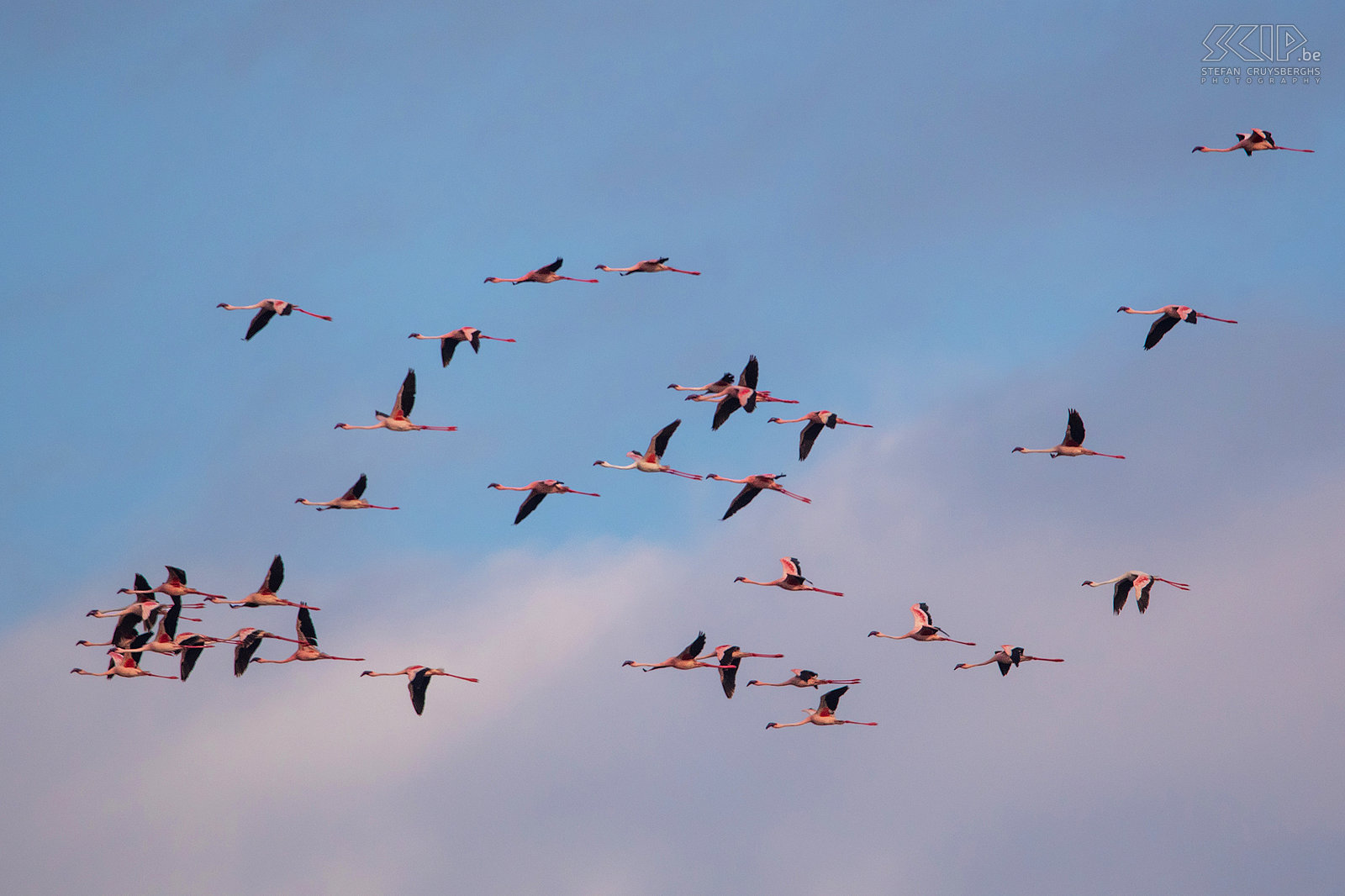 Lake Chitu - Flamingos in flight  Stefan Cruysberghs